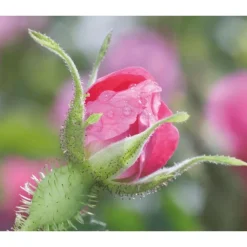 Weleda Wilde Rozen & Witte Thee Vitaliserende Oogcontourcrème 12 ML